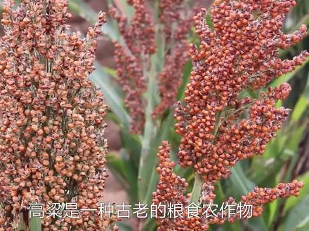 《食物百科》-被人遗忘的高粱是如何种植的? #食物百科 #高粱 #农业种植 #粮食 #来抖音学农技