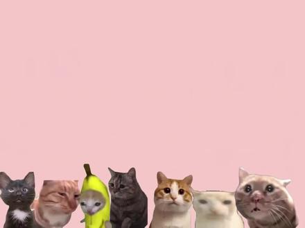 猫meme起源
