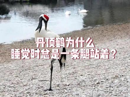 #自然知识科普 #奇妙的动物 #图文伙伴计划 丹顶鹤为什么睡觉时总是一条腿站着?