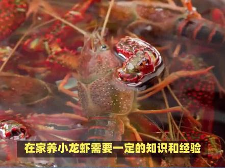 小龙虾在家怎么养 #龙虾 #小龙虾 #螃蟹 #龙虾🦞 #虾 #钓虾 #龙虾做法 #钓龙虾 #潜江龙虾#抓龙虾