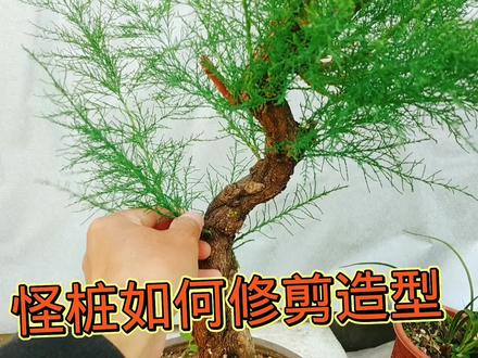 死不了的盆景素材柽柳,该怎么修剪造型? #盆景 #园艺 #盆景制作 #盆景素材