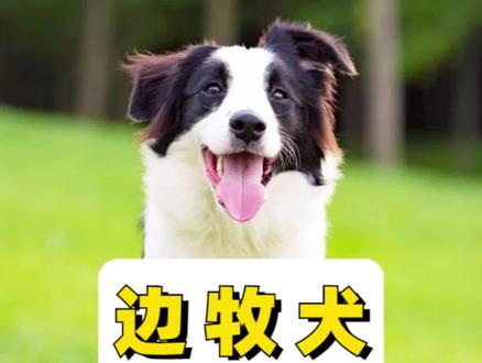 边牧挑食不吃狗粮怎么办?#宠率狗粮 #养宠知识