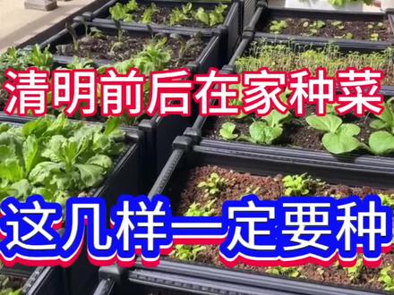 清明前后适合在家种的菜#种菜 #家庭种菜 #在家种菜 #种蔬菜