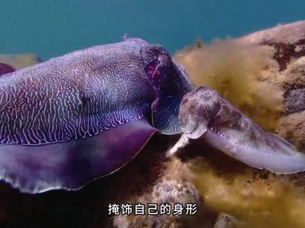 豆瓣 9.6 封神!乌贼会伪装求偶?章鱼以命育幼? 海星断肢能重生?BBC 耗时 4 年,横跨 20 国的自然纪录片巅峰巨献!7200+小时的极限拍摄!
✅澳洲巨型乌贼体色沟通 + 伪装求偶,多元基因繁衍后代;
✅太平洋巨型章鱼舍命守护 10 万枚卵,以生命孕育新生;
✅多腕葵花海星断肢再生,绝境求生!
BBC 级 4K 实拍,解锁深海生物繁衍、母爱、再生的极致生存智慧,舒缓解说 + 硬核科普~ #自然纪录片 #科普涨知识 #动物的生存智慧 # 深海生存传奇 #澳洲巨型乌贼 #太平洋巨型章鱼 #多腕葵花海星 #母爱育幼 #断肢再生 #生命的力量 #自然奇景
#抖音精选 #内容启发搜索 #深海生物 #生命纪录片 #助眠解压