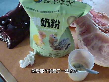 出生第三天的鹦鹉幼鸟,两只亲鸟不喂它,快饿死了,拿出来自己喂 #人工繁殖 #孵蛋 #喂食
