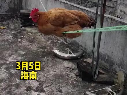 第一次见鸡荡秋千。网友:还真别说荡的还挺6的