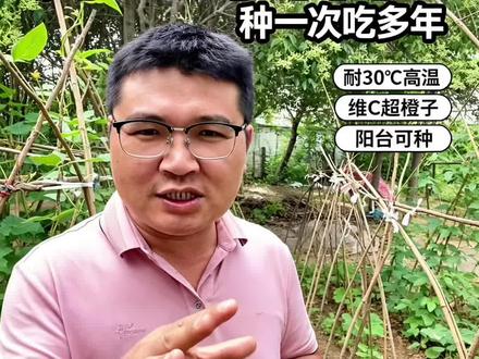 高钙养心菜,好种好养营养高#蔬菜种植 #蔬菜种子 #种蔬菜 #阳台种菜 #小院种菜