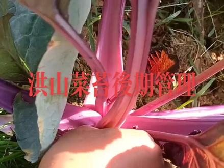 洪山红菜苔中后期管理,一定旱养#抖音助农
