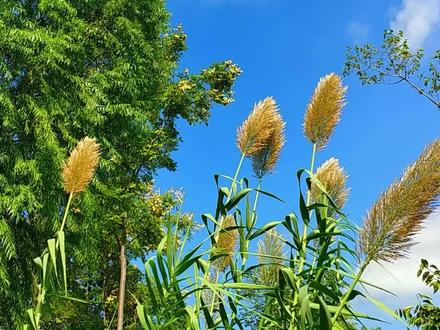 芦竹直冲霄,箭指彩云间。