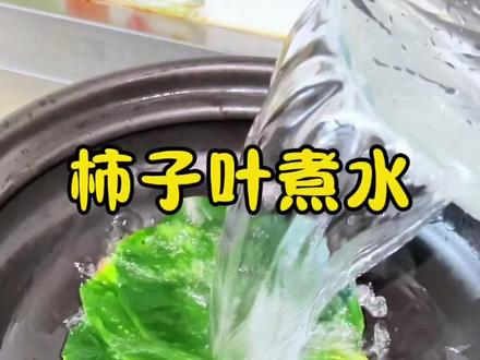 柿子叶煮水#柿子叶#柿子叶的妙用 #快来一起尝个鲜