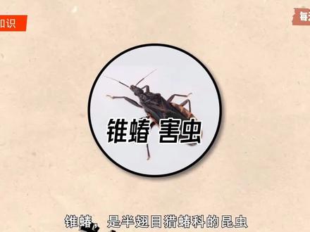 #科普#锥蝽 :半翅目猎蝽科的昆虫
