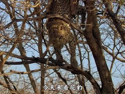 花豹:我这一生如履薄冰 #一代人有一代人的动物世界 #花豹