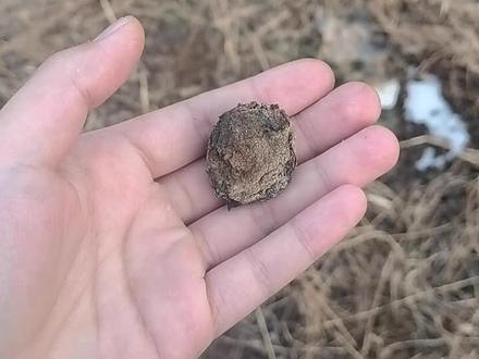 世人爱鲜桃之甜,独惜桃枭之韧,它吸尽四季灵气,凝聚一身纯阳,民间常作手串、吊坠,悬于门楣、置于枕边,护孩童安睡,佑家宅康宁。
#冷知识科普