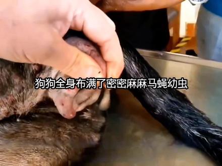 狗狗全身布满了密密麻麻的马蝇幼虫#解压#解压视频#动物 #动物科普 #流浪狗