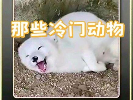 那些冷门动物#宠物科普