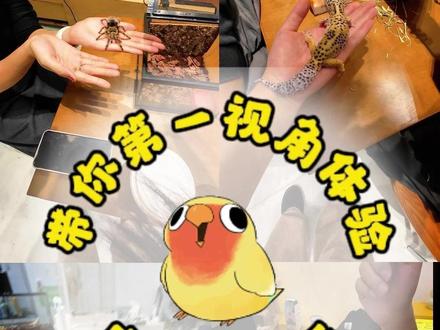 烟台鸟咖|带你第一视角体验-店长的一天 #鹦鹉 #萌宠 #鸟咖