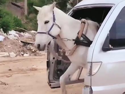 改车狂人打造汗血宝马车,你觉得这车怎么样?#奇闻趣事 #人物故事 #传奇人物 @抖音小助手 @DOU+上热门