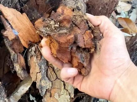 松树皮养兰花效果不错,兄弟们谁告诉我松树芯种兰花能不能用? #兰花植料 #松树 #强仔兰苑