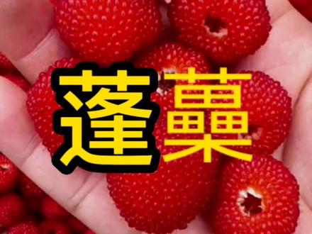 山果演义:蓬蘽#野果子有认识的吗 #野外生存