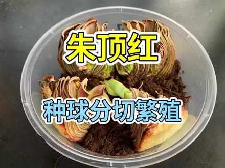 #养花 #朱顶红 #园艺 朱顶红种球分切繁殖