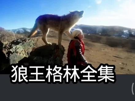 全集 #《重返狼群》,2026年初感人纪录片,狼王格林
转自一位博主