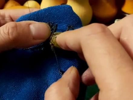 蝈蝈翅膀叫翻了,就不会叫了,给它翻过来就好了@抖音小助手 #鸣虫文化