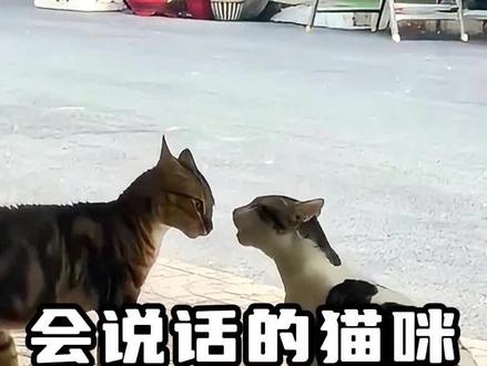 猫咪不光可以听懂话,还会讲话#会讲话的猫