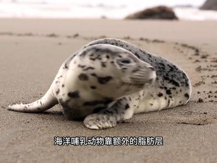 如果人类回到海洋会进化成什么样?进化过程让人感到震撼