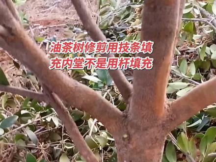 油茶树修剪,用技条填充内堂,不是用杆填充!你们认可这个方法吗?评论区说说您的看法!#农村土特产 #油茶树修剪#山茶油#修剪#果树种植