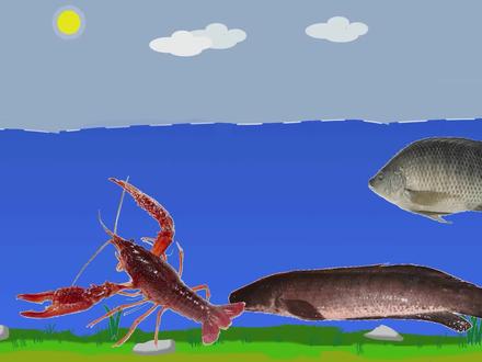 盘点8种悲催外来物种,被吃得供不应求,不得不佩服国人强大的胃 #入侵物种 #外来物种 #钓鱼 #野钓