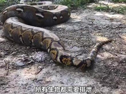 蛇尿尿一样吗?-舒适版 #神奇动物在抖音 #科普一下 #热点 #十万个为什么抖音都知道