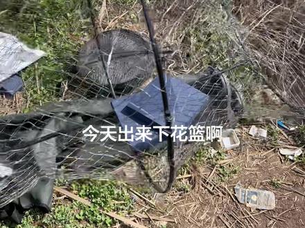 花篮抓鱼新手点位教学。#花篮捕鱼