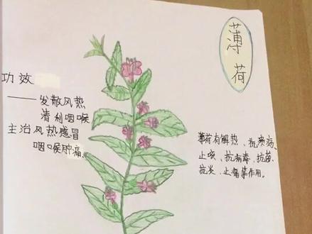 制作中草药手抄报,学习🌿功效和主治。(第二部分)薄荷