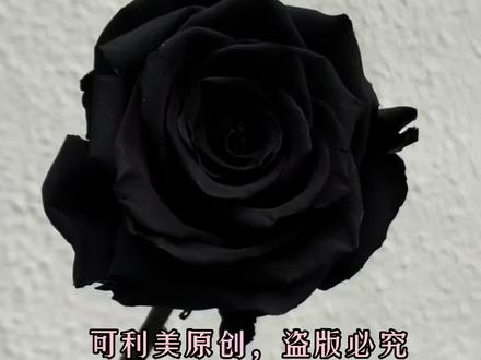 #鲜花喷色教程 #鲜花喷漆 #厂家直发#宇宙玫瑰喷色剂#宇宙蓝宇宙紫