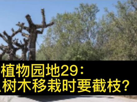 植物园地29:为什么树木移栽时要截枝? #古树 #树木 #生态环境 #大自然 #园林植保 #涨知识 #十万个为什么