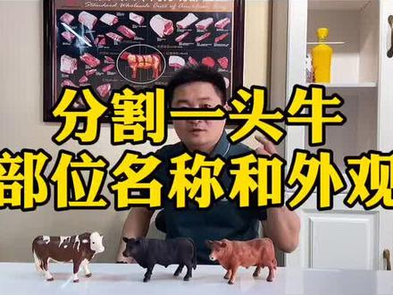上集:部位肉分割讲解。了解牛肉要知道牛肉分割后的外观。建议收藏。#牛肉知识
