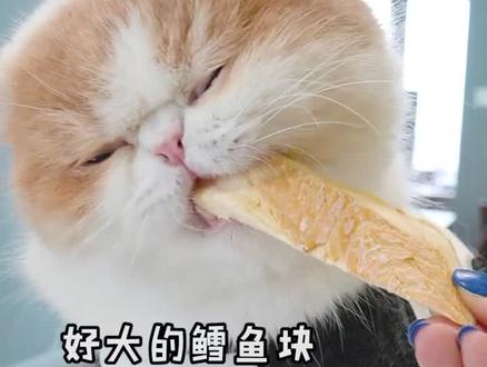 带你们看看如何把一只猫咪养胖!请把耳机音量调大~#猫 #吃播 #萌宠