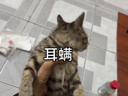 耳螨的处理方法 猫耳螨#养猫经验分享 #猫咪