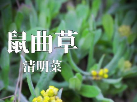 鼠曲草又名清明菜,药食两用的春日野菜。 清香入馔,春日养身心。#植物科普 #大自然的馈赠 #野菜#真实生活分享计划