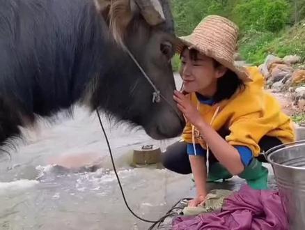 这位姑娘养的水牛真是太听人话了#放牛生活#水牛#万物皆有灵性