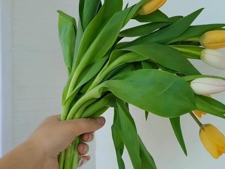 一招教你急救垂头郁金香🌷#创作灵感 #好物推荐🔥 #实用好物 #居家好物