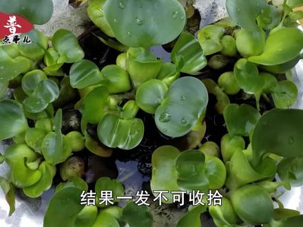 曾在我国泛滥的水葫芦,为什么现在很少见了?是灭绝了吗?