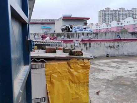 来只白鸽子 自己进鸽棚了 非常瘦 #信鸽赛鸽