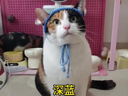 萝卜纸巾猫咪勇闯汽车赛道 看看它猜口号猜得准不#萝卜纸巾猫咪 猫猫在这里#超级无敌大开门 #深蓝汽车