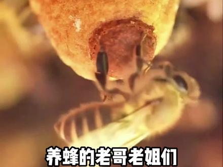 封盖的新蜂王几天会出房呢?#蜂王 #蜜蜂 #养蜂