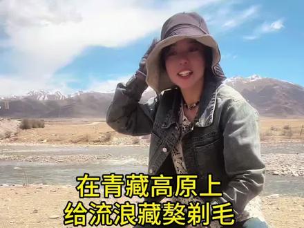 在海拔4600米的青藏高原上给流浪藏獒剃毛#人与动物和谐共处 #流浪狗不再流浪 #流浪狗#救助流浪狗 #藏獒
