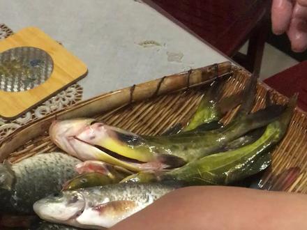 刚好两种都钓到了,给大家分辨一下黄辣丁和三角峰!