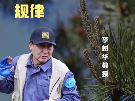 造型修剪中,每条规律都是降低技术难度的总结,要牢记哦~#修剪 #黑松造型 #造型松 #培训 @苗木人之家