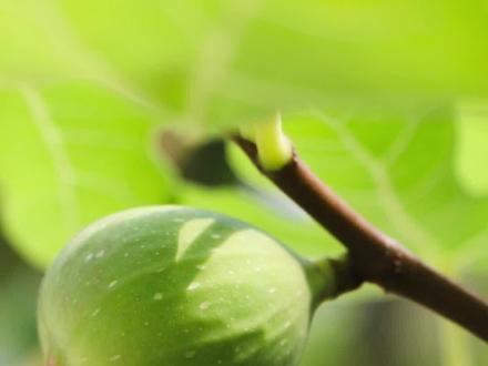 无花果的修剪与塑形
跟着视频这样操作,轻松实现无花果自由。#无花果 #修剪 #新农人计划2023 #有寻植物 @抖音小助手