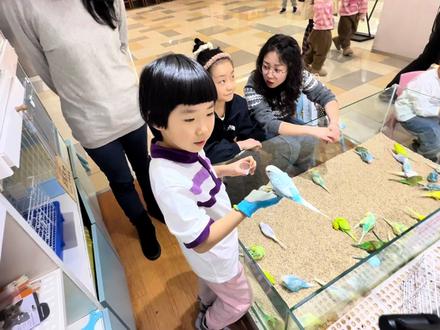 带小鸟回家喽🥰~大头虎皮鹦鹉 带小鸟回家喽🥰~大头虎皮鹦鹉#天津鹦鹉#小朋友最爱 #虎皮鹦鹉 #街头挑战 #女生最爱